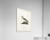 Harelda Hyemalis Acrylic Print