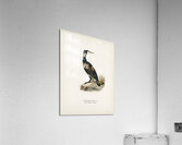 Great cormoran Phalacrocorax Carbo Acrylic Print