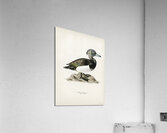 Ferruginous duck male Nyroca fuligule Acrylic Print