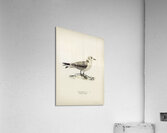 Black-legged kittiwake Rissa Tridactyla Acrylic Print