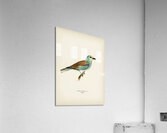 European roller CORACIAS GARRULUS Acrylic Print