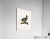 Eniconetta Stelleri Acrylic Print
