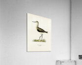 Greenshank Totanus Littoreus Acrylic Print