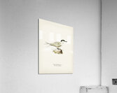 Sandwich tern Sterna sandvicensis Acrylic Print