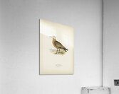 Red Knot ♂ Tringa Canutus Acrylic Print