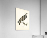 Osprey Pandion haliaetus Acrylic Print