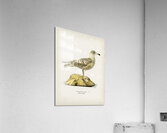 Glaucous gull Larus glaucus Acrylic Print