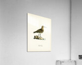 Dunlin Tringa Alpina Acrylic Print