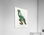 Yellow-crowned amazon Acrylic Print