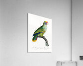 Red-and-blue amazon  Acrylic Print