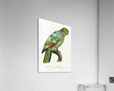 Red-and-blue amazon  Impression acrylique