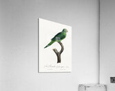 Grey-cheeked parakeet  Acrylic Print