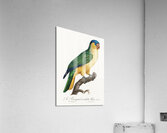 Buru green parrot  Acrylic Print