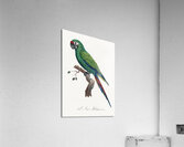 Military macaw Acrylic Print