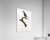 Arimanon parakeet  Acrylic Print