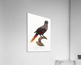 Black lory  Acrylic Print