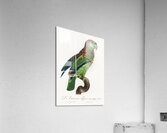 Black lory  Acrylic Print