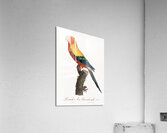 Sun parakeet  Acrylic Print