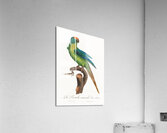 Peach-fronted conure  Acrylic Print