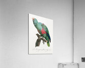 Eclectus parrot  Acrylic Print
