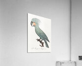 Goliath cockatoo  Acrylic Print