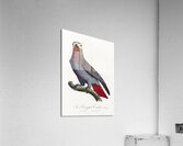 Congo grey parrot  Acrylic Print
