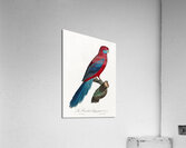 Crimson rosella  Acrylic Print