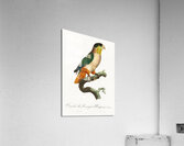 Black-headed caique  Acrylic Print