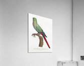 Austral parakeet  Acrylic Print