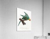 Yellow-crowned parakeet  Acrylic Print
