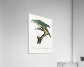 Yellow-crowned parakeet  Acrylic Print
