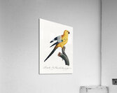 Sun parakeet  Acrylic Print