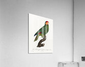 Red-lored parrot  Acrylic Print