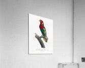 Blue-headed pied lorikeet  Acrylic Print