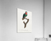 Blue-crowned lorikeet  Acrylic Print