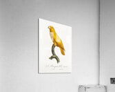 Lessons parrotlet  Acrylic Print