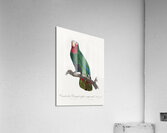 Rose-throated parrot  Acrylic Print