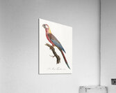 Cuban red macaw  Acrylic Print