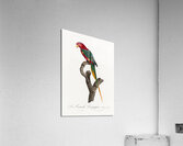 Papuan lorikeet  Acrylic Print