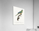 Turquoise parrot  Acrylic Print