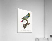 Swift parrot Acrylic Print