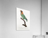 Caica parrot  Acrylic Print