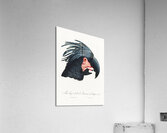 Goliath cockatoo  Acrylic Print