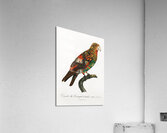 Brown-necked parrot  Acrylic Print