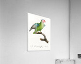 Red-cheeked parrot  Acrylic Print