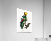 Turquoise-fronted parrot  Acrylic Print