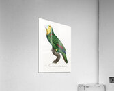 Blue-fronted amazon  Acrylic Print