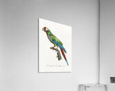 Buffons macaw  Acrylic Print