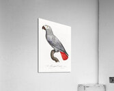 Congo grey parrot  Acrylic Print