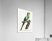 Ring-necked parakeet  Acrylic Print